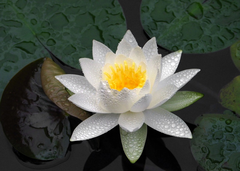 NateMillerWaterLily