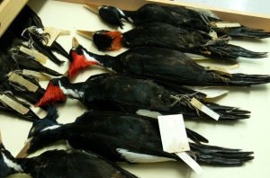 20060515-ivory_billed_woodpecker