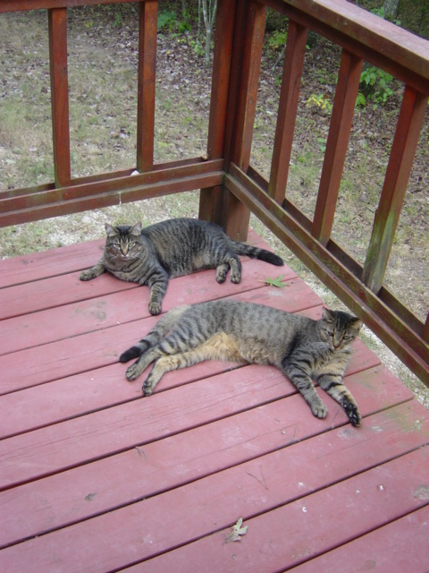 Belial (back) and Jimmy (in front) on the porch of the Mountain Springs Road cabin circa 2004.