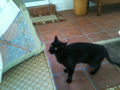 Grendel on his first day back in a home, dealing with Oki's growling.